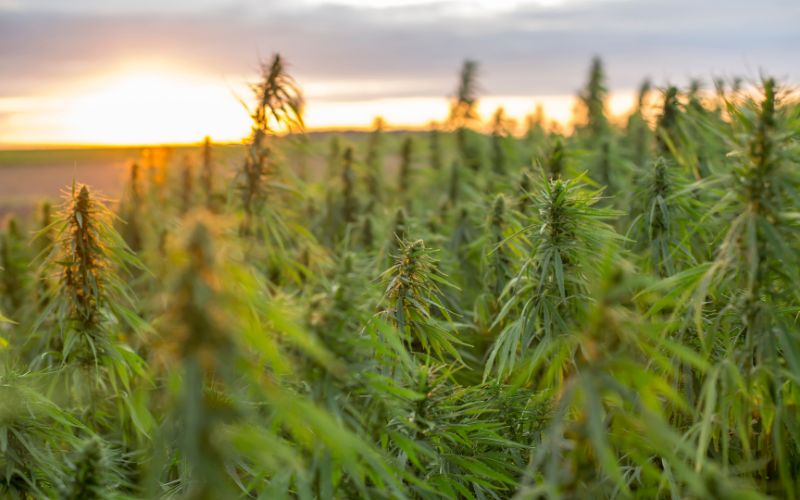 Champ de plante de cannabis CBD, avec couchรฉ de soleil.